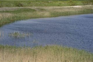 Ashpits Pond