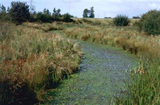 Berwick Roundabout ditch