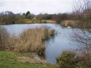 Dafen Pond