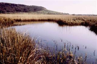 Ffrwd Fen Nature Reserve Pond