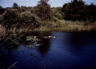 Pembrey Country Park ‘Conservation Pond’