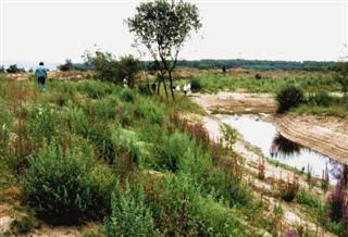 The ‘Starfish Pond’, Pembrey Forest