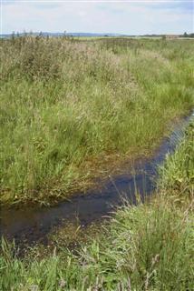 Swan Pool Drain