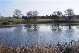 Tesco Pond