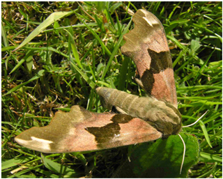 Lime Hawk-moth Mimas tiliae, Tyrwaun, Pwll © Richard Pryce