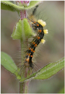 Larva of Vapourer moth Orgyia antiquua, Tywyn Burrows © Kath Pryce