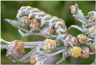 Wormwood Cucullia absinthii larva on Wormwood Artemisia absinthium at the site of the proposed stadium at Pemberton © Barry Stewart