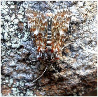Beautiful Yellow Underwing. Photo: Jon Baker Beautiful Yellow Underwing. Photo: Jon Baker