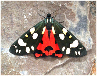 Scarlet Tiger. Photo: Jon Baker Scarlet Tiger. Photo: Jon Baker