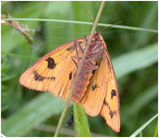 Clouded Buff. Photo: Andy Musgrove Clouded Buff. Photo: Andy Musgrove
