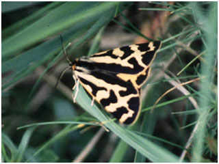 Wood Tiger. Photo: Graham Catley Wood Tiger. Photo: Graham Catley