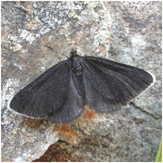 Chimney Sweeper. Photo: Jon Baker Chimney Sweeper. Photo: Jon Baker