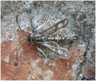 Thrift Clearwing. Photo: Jon Baker Thrift Clearwing. Photo: Jon Baker