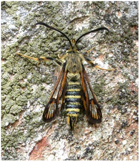 Six-belted Clearwing. Photo: Jon Baker Six-belted Clearwing. Photo: Jon Baker