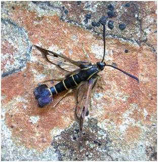 Currant Clearwing. Photo: Jon Baker Currant Clearwing. Photo: Jon Baker