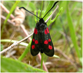 Five-spot Burnet. Photo: Jon Baker Five-spot Burnet. Photo: Jon Baker