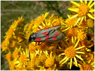 Six-spot Burnet. Photo: Jon Baker Six-spot Burnet. Photo: Jon Baker