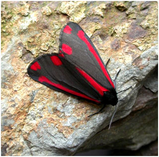 Cinnabar. Photo: Jon Baker Cinnabar. Photo: Jon Baker