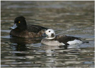 The female Long-tailed Duck (right) at the Pwll Fishing Lake with a Tufted Duck for comparison. Photo: Barry Stewart.