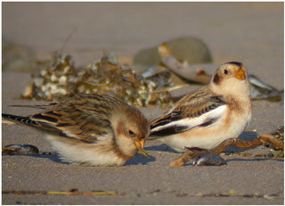 Snow Buntings. Photo: Barry Stewart