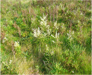 Figure 1. Creeping Thistles where the tops of a large proportion of plants have turned white. Photograph R.N. Stringer