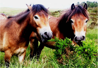 Carefully browsing on gorse. Photograph Judith Weatherburn