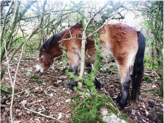 Two year old feeding on leaves in woodland. Photograph Judith Weatherburn