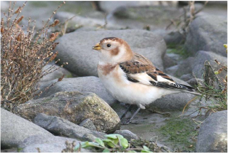 A snow bunting was at Machynys on 12/11.08 Photo Barry Stewart A snow bunting was at Machynys on 12/11.08 Photo Barry Stewart